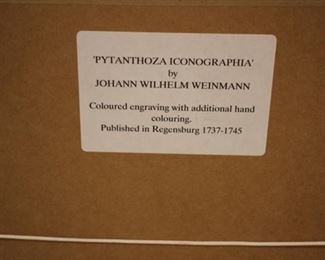 Set of 4 Johann Wilhelm Weinmann hand colored botanicals