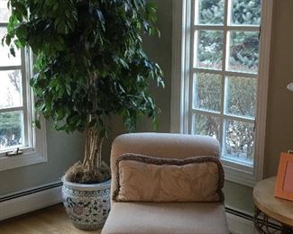 Decorative Indoor Plants