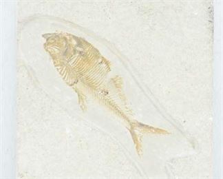 Fossil Specimen Fish In Sandstone