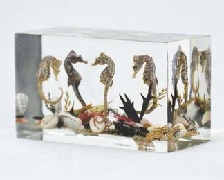 Coastal Seahorse & Seashell Specimens In Lucite