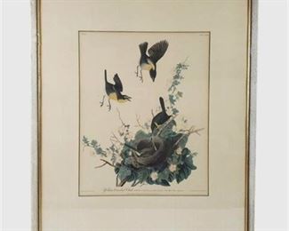 Lot 026
AUDUBON "Yellow-Breasted Chat" Print