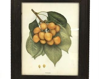 Lot 029
Antique Botanical Cherries of New York "Napoleon"