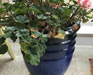 Large selection of planters and plants