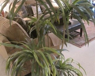 LIVING ROOM:  Potted Silk Tree