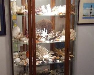 Huge Shell Collection