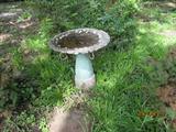 Bird Bath