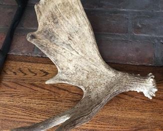 Moose Horn