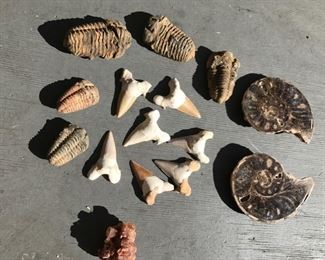 Fossil sharks teeth, ammonites, and other fossils