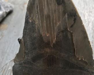 Megalodon prehistoric sharks tooth!