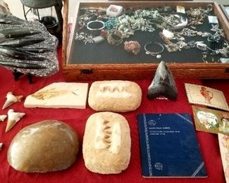 Collection of ancient fossils