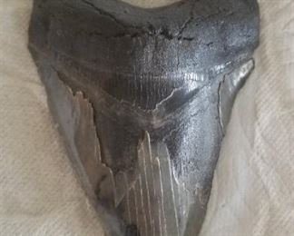 Megladon shark tooth fossil....5 in. !