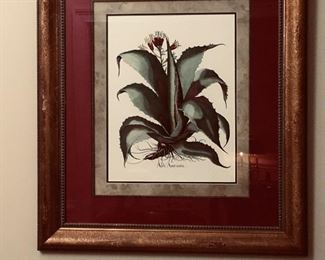 Aloe Americana lithograph framed