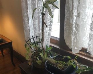 Plants