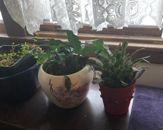 Plants