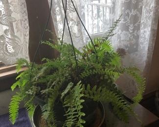 Plants