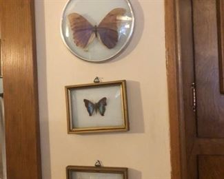 Butterflies