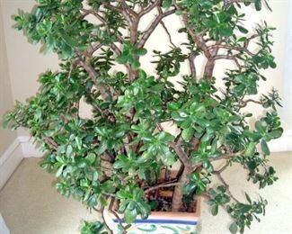 Potted jade tree over 46 years old and in perfect health.