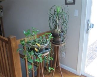 Live Plants & Plant Stands