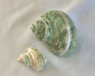 Shells, Largest 4".