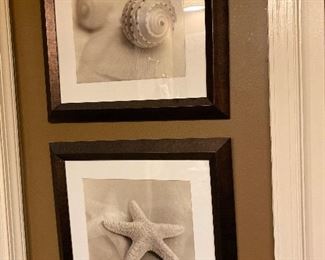 Shell Pictures