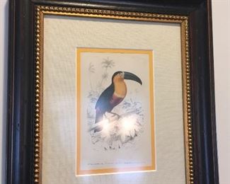 Antique Hand Colored Engraving Toucan Para Ramphastos
Edouard Travies (1809-1869)
purchased in France