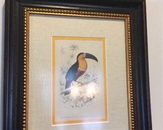 Antique Hand Colored Engraving Toucan Para Ramphastos
Edouard Travies (1809-1869)
purchased in France