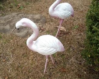 More flamingos!