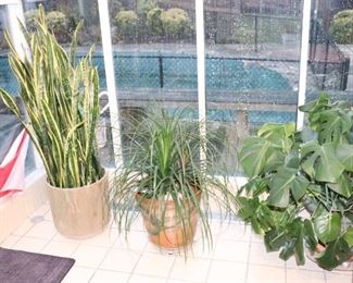Lots of Mature Houseplants