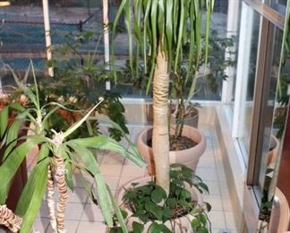Mature Houseplants