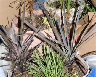 Mature House Plants