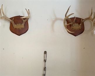 MOUNTED HORNS