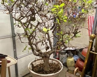 JUST NEEDS A SUNNY PATIO SOON