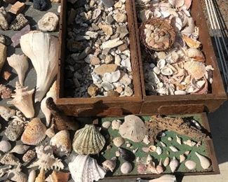 Selection of shells, rocks, fossils