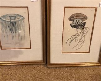 Great pair of antique Jellyfish prints, beautifully framed