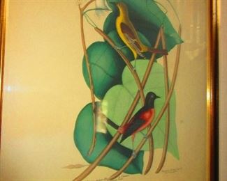 Audubon/ Botanical Hand Colored Print
