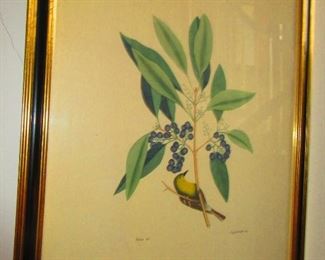 Audubon/ Botanical Hand Colored Print