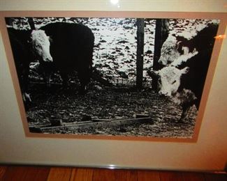 Tekavic - Photo of Cows
