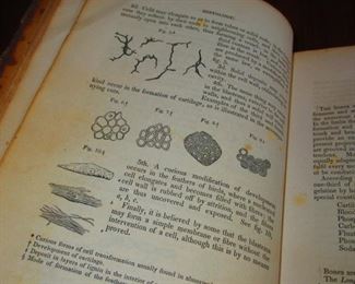 Detail of "A System of Human Anatomy" Illustrated Medical Book ca. 1848