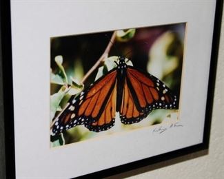 Butterfly photo-under $20.00