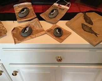 Collector's Rocks