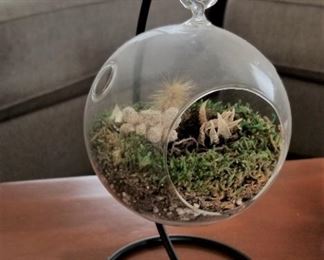 Adorable air plant and more fun garden things
