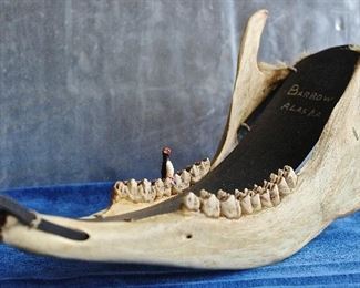 Reindeer jawbone made into a decorative sled