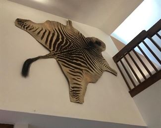 this is authentic zebra- big game hunter from all over - this is the smaller one-