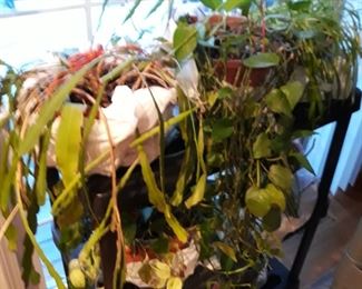 live plants