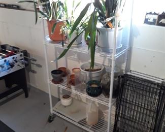 More plants