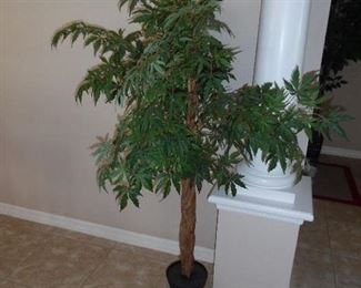 Medium size Silk Tree