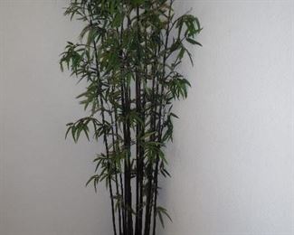 Tall Bamboo/Silk Tree