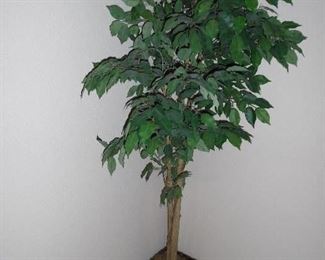 Large Silk Tree