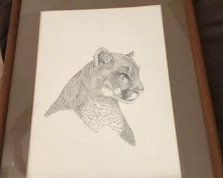 Cougar - animal type