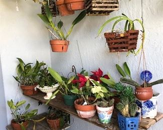 Orchids and plants